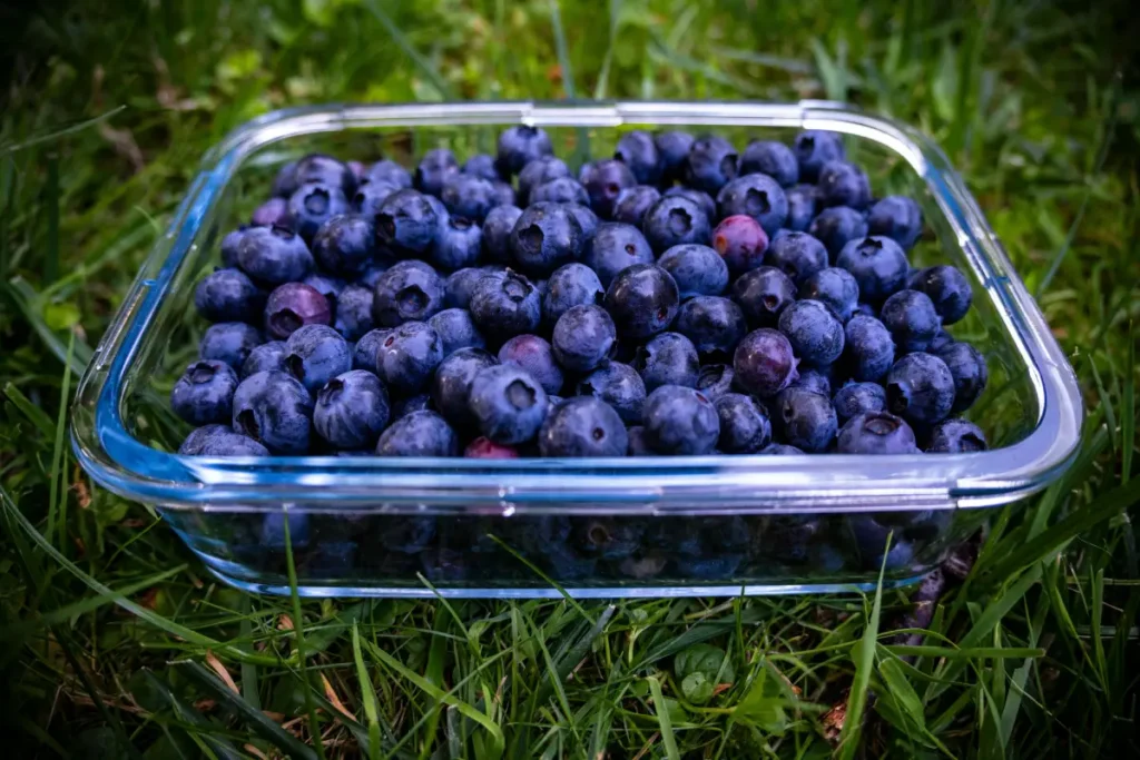Frutas ricas en antioxidantes como arándanos, frambuesas y moras, ideales para combatir el envejecimiento celular.